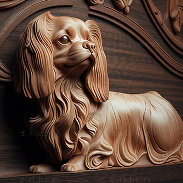 st Continental Toy Spaniel dog